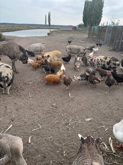 predam Kune Kune - 3