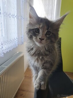 MAINE COON - 3
