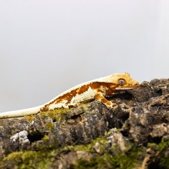 GeckoSVK - Pagekón riasnatý (ciliatus), hrbolkohlavý - 3