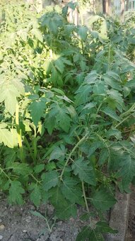 Predam planty rajcin - 3