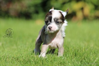 Čínský chocholatý pes - hairless male - 3