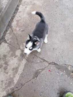 sibírsky husky/hasky - 3