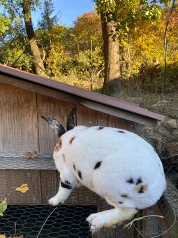 Rex dalmatínsky - 3