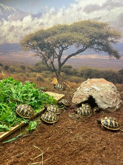 Korytnačka zelenkastá od chovateľa - 3