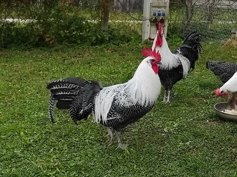 Kohút brakelky striebornej - 3