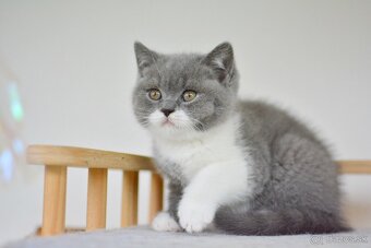 Britský kocúrik s PP - 3