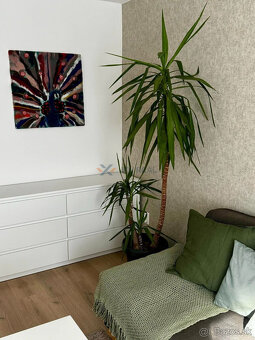 Na prenájom 2-izbovy krásny byt s rezidenčným parkovaním - 3