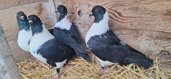 Moravský pštros. - 3