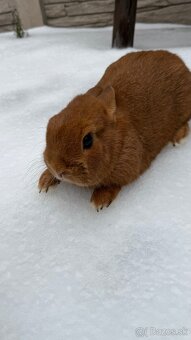 Zákrslý králik❤️ - 3