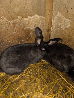 Nemecký obrovity strakač - 3