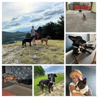 Stráženie psíkov - 3