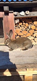 Predaj králikov - 3