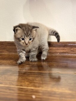 Maine coon - 3