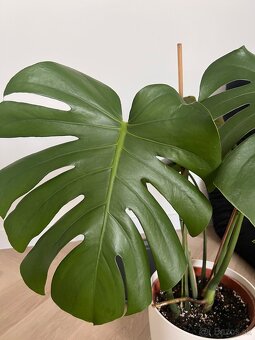 Monstera deliciosa - 3