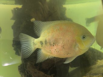 Cichlasoma bocourti - 3