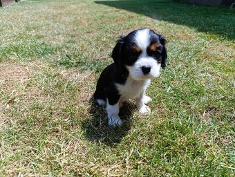 Predám šteniatka cavalier king charles - 3