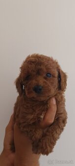 Tikup pudel - 3