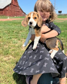 Šteniatka Bígl (tiež beagle) s PP - 3