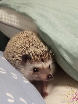 Predám ježko bielobruchý (africký) - 3