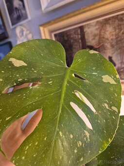 Biela monstera - 3
