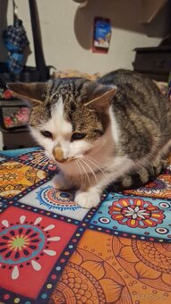 Darujeme kocúrika Fliačika - 3