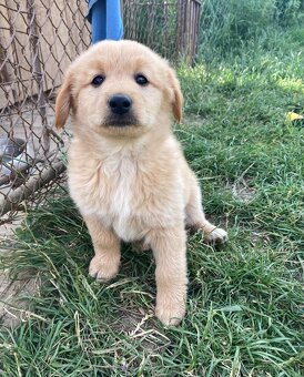 Šteniatka - Labrador, retriever - 3