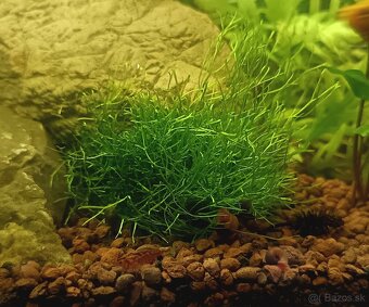 Riccia fluitans - 3
