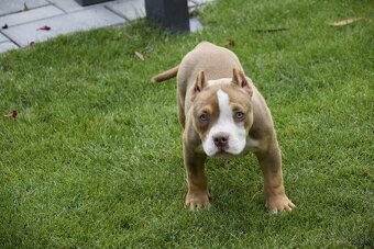 American bully - 3