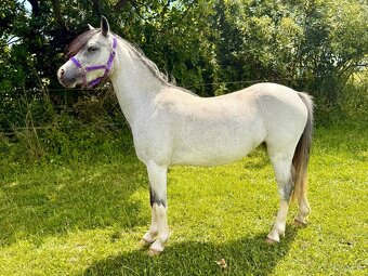 Welsh pony sekce A březí - 3