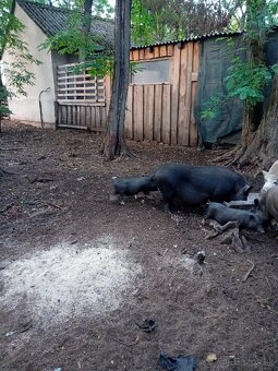 Vietnamské odstavčata - 3