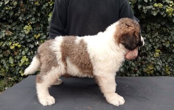 Moskovský strážny pes - 3