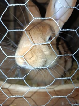 Burgundsky samec - 3