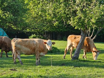 Stavebný pozemok Nová Baňa s projektom chaty - 3