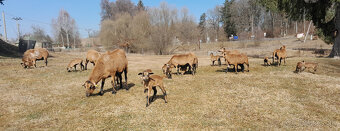 Predám kamerúnske ovce - 3