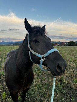 Polovičný, dlhodobý prenájom kobyly - 3