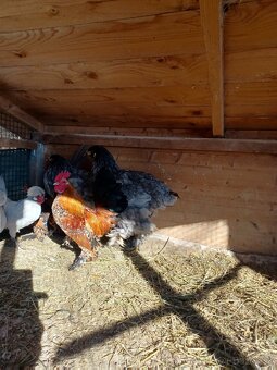 Brahmanka velka modra - 3