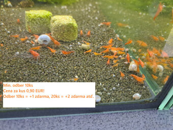 LETNÁ AKCIA - BA a okolie, krevetky neocaridina 0,90 EUR/ks - 3