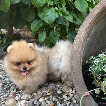 Pomeranian s pp FCI - 3