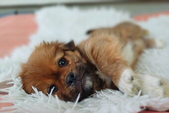 Tibetskỳ spaniel šteniatka - 3