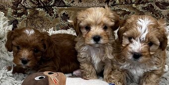 Maltipoo - 3