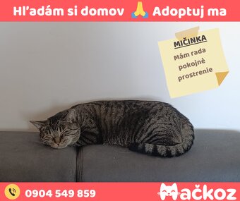 MIČINKA - Darujem mačku / Darujem mačičku - 3