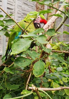 Ara vojenská MILITARIS - 3