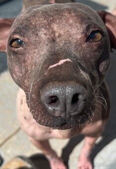 Na predaj čistokrvný americký bezsrstý teriér - 3