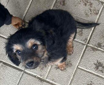 Šteniatko- yorkshire, jazvečík - 3