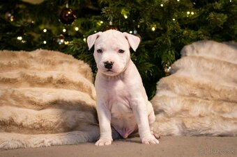 Americký stafordšírský teriér s PP - 3