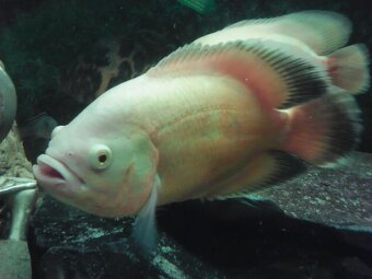 Cichlida pávia - ocellatus - 3