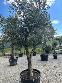 Exotické rastliny - olivovníky, palmy - 3
