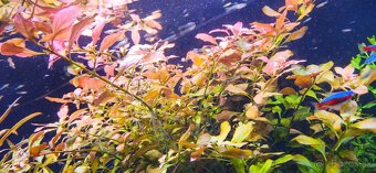 Ludwigia repens - 3