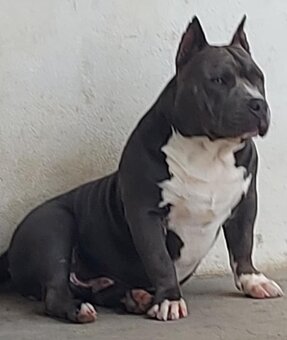 American bully pocket - 3