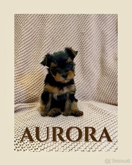 Yorkshire terriers, yorkshirsky terier s PP - 3